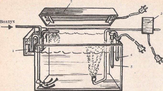 Аквариум с необходимым оборудованием: 1 — наружный фильтр; 2 — светильник; 3 — компрессор; 4 — автомат, включающий обогрев; 5 — нагреватель