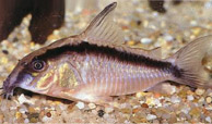 somik_arcuatus